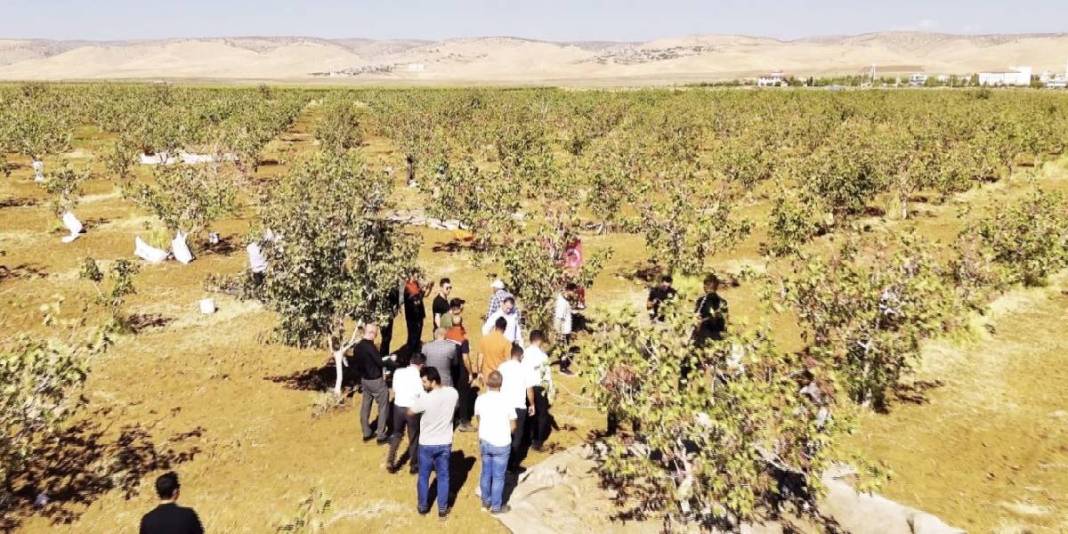 Zeytin ve buğdaydan umduğunu bulamayan çiftçi, fıstıkta güldü! 13 bin ağaçta hasat başladı: Bölgenin yeni umudu oldu 5